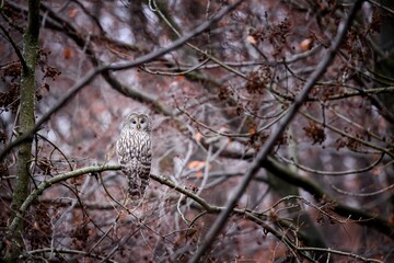 ural owl, strix uralensis, sitting on a branch in forest well hidden thanks to its camouflaging...