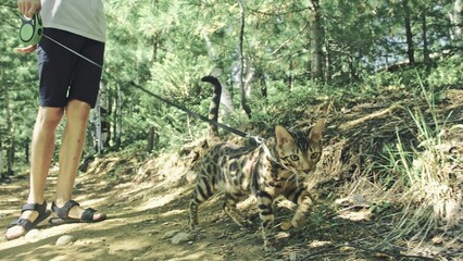 One cat in a city park. Bengal wildcat walk on the forest in collar. Asian Jungle Cat or Swamp or Reed. Domesticated leopard cat hiding, hunting and playing in grass. Domestic cat in outdoor nature.