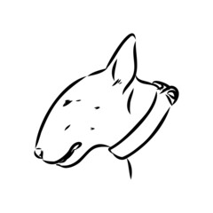Bull terrier, bull terrier funny face, black and white vector illustration
