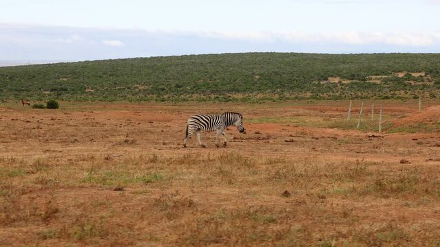 Side view of slowly walking zebra in steppe landscape. Animal in wildlife. Safari park, South Africa