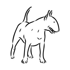 Bull terrier, bull terrier funny face, black and white vector illustration