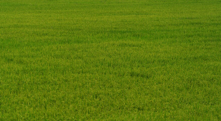 green rice.green rice file background.