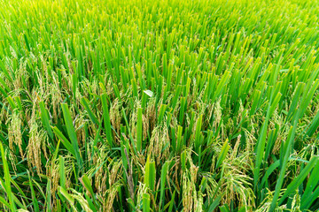 green rice.green rice file background.