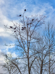 on a tree branch against the background of the sky black crows