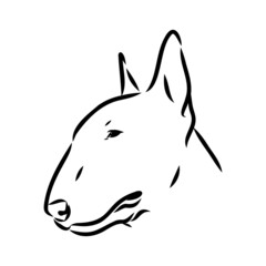 Bull terrier, bull terrier funny face, black and white vector illustration