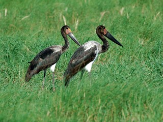 Junge Sattelstörche (Ephippiorhynchus senegalensis), Saddle-billed stork, in Sambia.