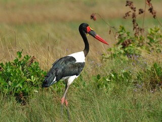 Ein Sattelstorch (Ephippiorhynchus senegalensis), Saddle-billed stork, in Sambia.