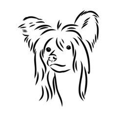 Decorative portrait of standing in profile Chinese Crested Dog, vector isolated illustration in black color on white background