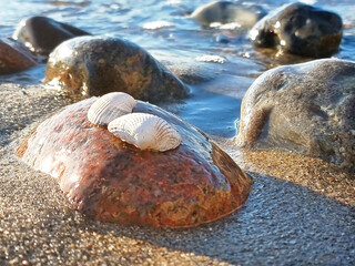 Muschel am Ostseestrand auf Stein