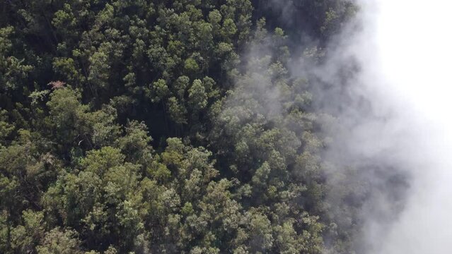 Aerial drone view flying over a forest with clouds. Filming the deep forest from above with passing clouds. Cinematic shot. Above the clouds. Relaxing and pensive feeling. Travel the world.
