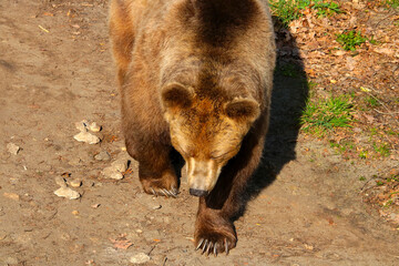 Close-up of a large brown bear in the forest.