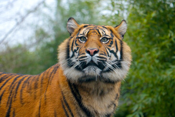 Close-up of a young beautiful tiger in the park.