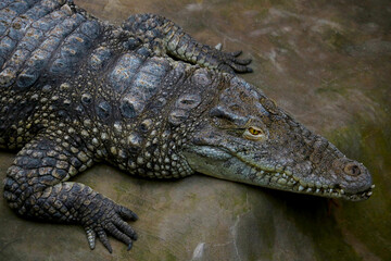 A view from above of a large crocodile with large teeth.