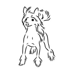 Decorative portrait of standing in profile Chinese Crested Dog, vector isolated illustration in black color on white background