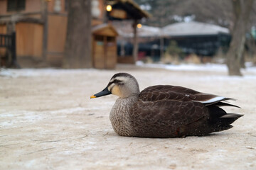 The duck is sitting on the snowy ground.