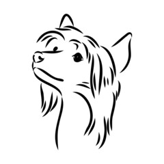 Decorative portrait of standing in profile Chinese Crested Dog, vector isolated illustration in black color on white background