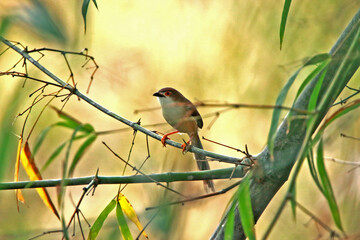Chestnut-capped Babbler on branch