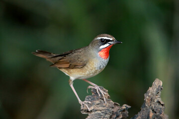 Fototapeta premium Siberian Rubythroat on branch