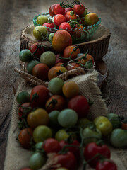 Group of Colorful variety of Fresh wild tomatoes (Mini Cherry Tomatos) on old wooden board...