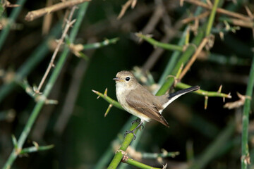 Fototapeta premium Asian Brown Flycatcher on branch