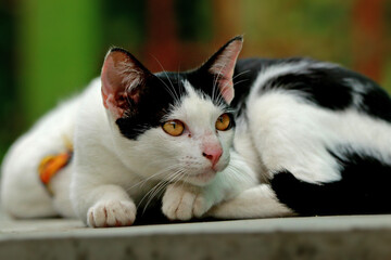 The Thai cat in the garden