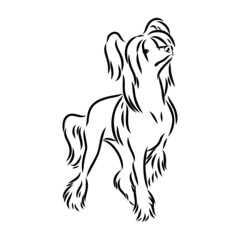 Decorative portrait of standing in profile Chinese Crested Dog, vector isolated illustration in black color on white background