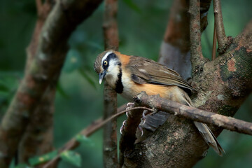Lesser Necklaced Laughingthrush on branch