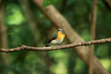 A female Indochinese Blue Flycatcher on branch