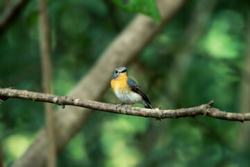 A female Indochinese Blue Flycatcher on branch