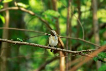Asian Brown Flycatcher on branch