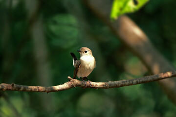 Obraz premium Asian Brown Flycatcher on branch