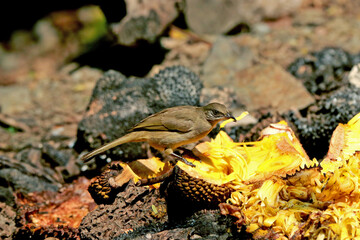 Streak-eared Bulbul on branch