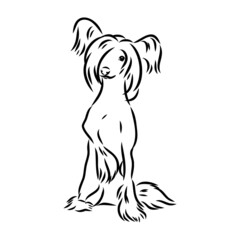 Decorative portrait of standing in profile Chinese Crested Dog, vector isolated illustration in black color on white background