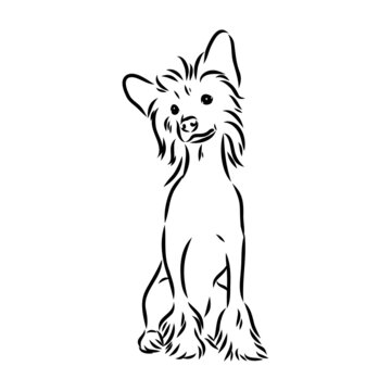 Decorative portrait of standing in profile Chinese Crested Dog, vector isolated illustration in black color on white background
