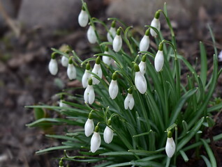 blooming galanthus in the forest in early spring