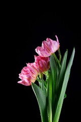 Live spring flowers tulips in pink and purple with drops and splashes of water on a dark background