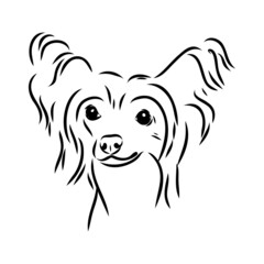 Decorative portrait of standing in profile Chinese Crested Dog, vector isolated illustration in black color on white background