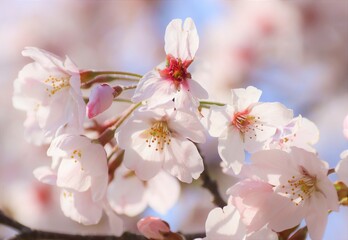 春の訪れの桜