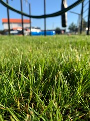 Green lawn and fresh grass at private house land. Image of grass, summer and family holidays