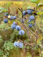 Close up view of blue berries in the north territories. North berries in autumn forest
