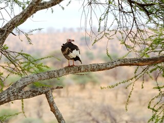 Ein Wollkopfgeier (Trigonoceps occipitalis), White-headed vulture, in Tansania.