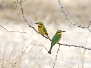 Zwei Zwergspinte (Merops pusillus), Little bee-eater,  in Tansania.