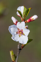 cherry blossoms on a branch in spring