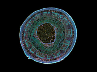 cross section cut slice of plant stem under the microscope – microscopic view of plant cells for...