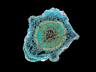 cross section cut slice of plant stem under the microscope – microscopic view of plant cells for...