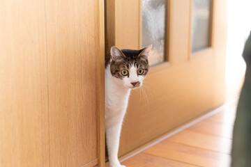 ドアの隙間から顔を出す猫　キジトラ白