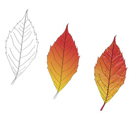 Colorful autumn leave.