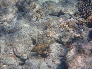 モルディブ　ラスドゥ島の魚