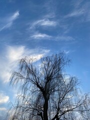 tree in the sky with clouds, Tokyo, March 9th, 2022