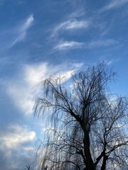 Fototapeta na wymiar tree and sky, Ueno Park Tokyo, March 9th, 2022